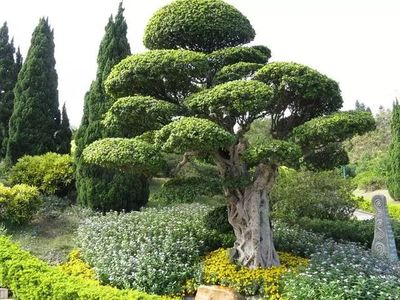 权威专业评估 园林绿化资产与工程价格的全方位服务指南