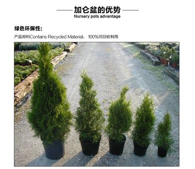 大器晚成 20加仑黑色注塑花盆在大型绿化工程中的专业应用