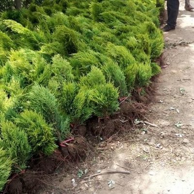 洒金柏 四季常绿的园林绿化优选