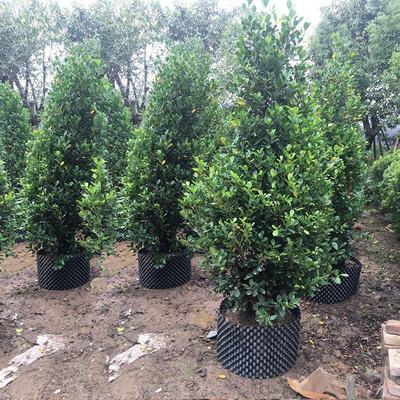 晟亿宏苗圃 专业批发塔型火山榕，定制规格造型，助力园林绿化工程