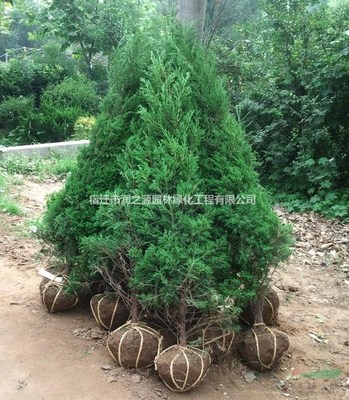 蜀桧塔柏塔松 园林绿化工程中的优选苗木